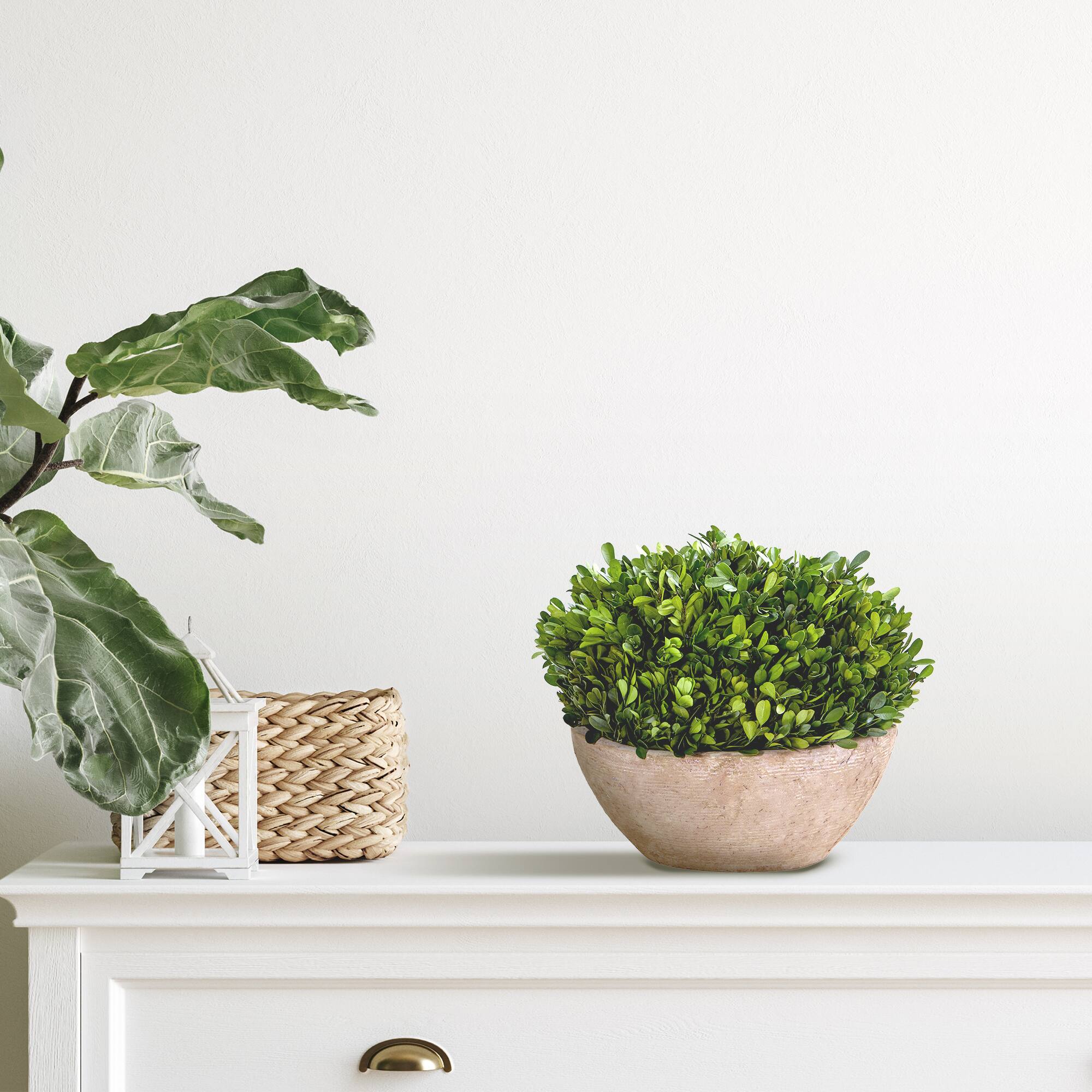12" Boxwood Preserved Plant in Oval Planter